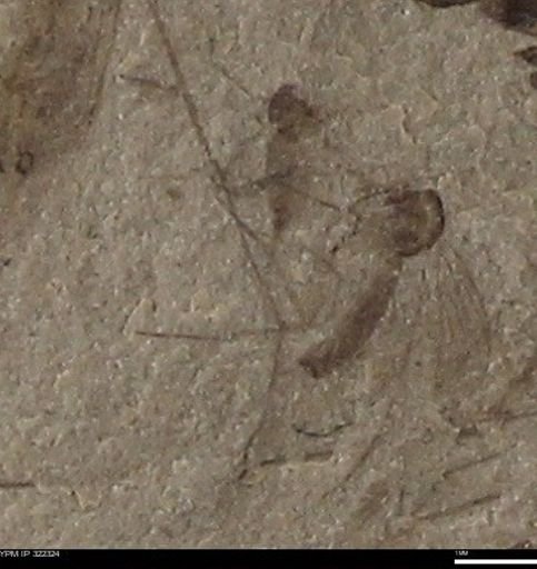 undet. Insecta