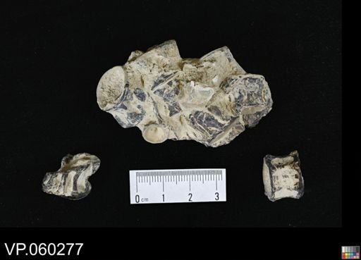 undet. Actinopterygii