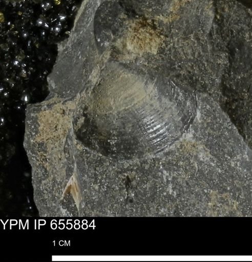 undet. Bivalvia