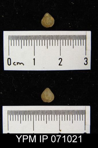 Homoeospira elongata