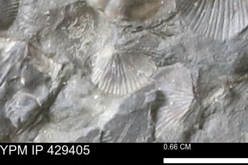 Devonochonetes scitulus
