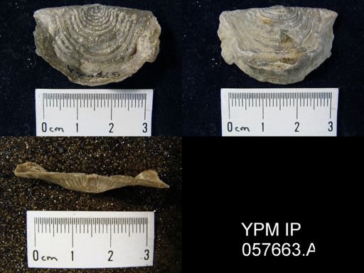 Leptaena rhomboidalis