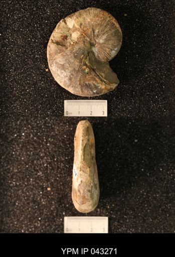 Hoploscaphites nicolletii