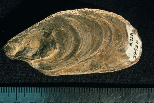 Crassostrea subtrigonalis