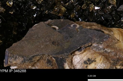 Mollusca?