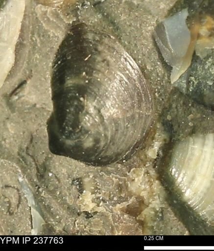 Limopsis striatopunctatus