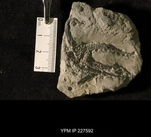 Schoenaster fimbriatus