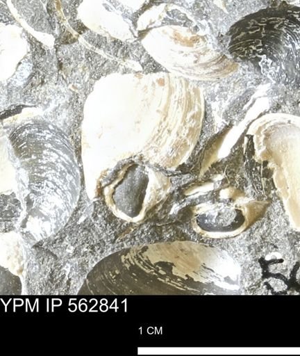 Limopsis sp.