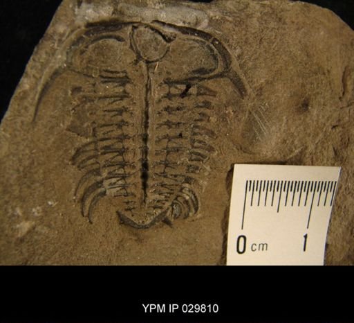 Ceraurus pleurexanthemus