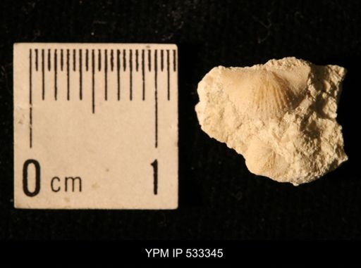 Chonetes logani