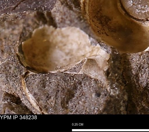 undet. Mollusca