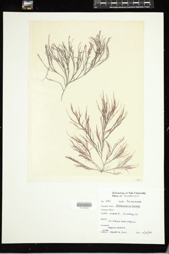Agardhiella tenera