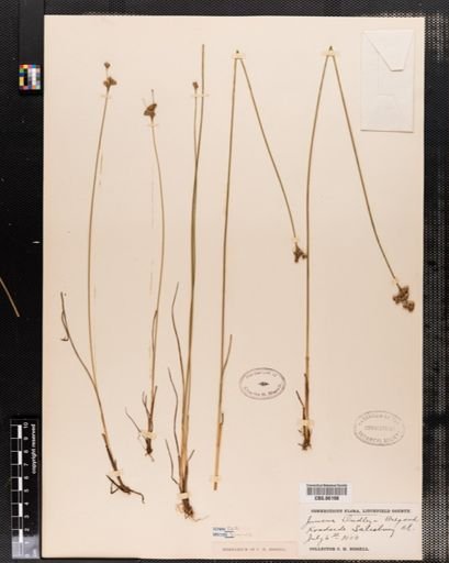 Juncus dudleyi
