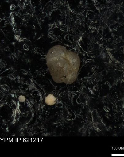 undet. Foraminiferida