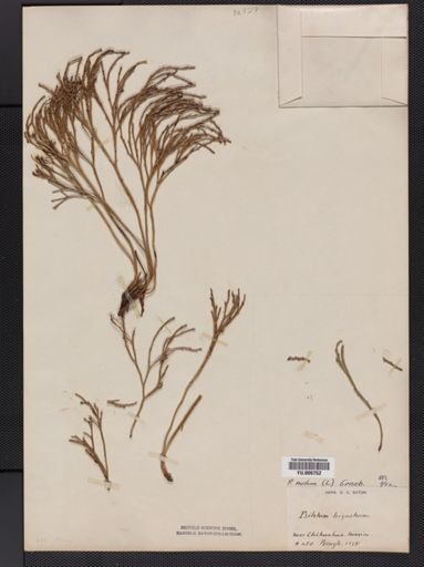 Psilotum