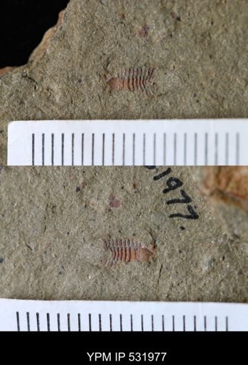 Anacheirurus sp.