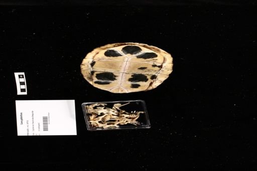Cuora galbinifrons