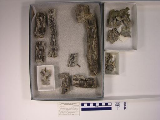 Deinonychus antirrhopus