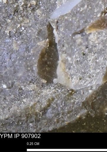 undet. Mollusca