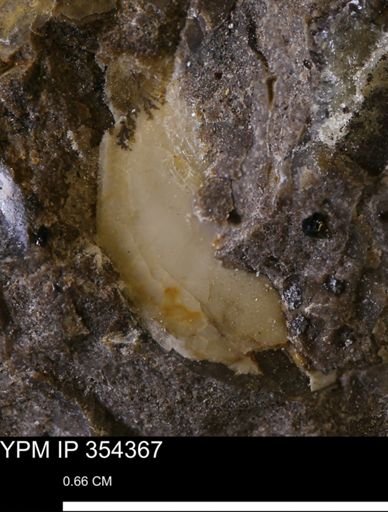 undet. Mollusca
