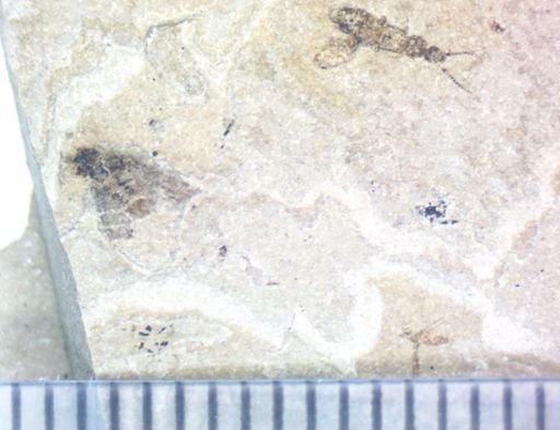 undet. Coleoptera