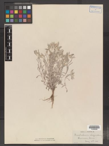 Gnaphalium uliginosum