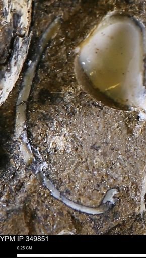 undet. Bivalvia