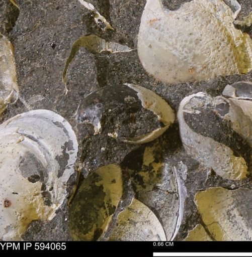 Limopsis? striatopunctatus