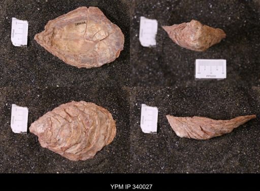 Ostrea glabra wyomingensis