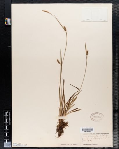 Carex conoidea