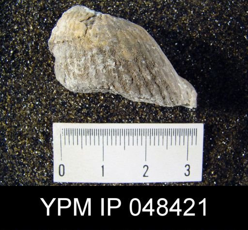 Rhipidium pingius