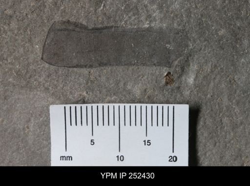 undet. Eurypterida