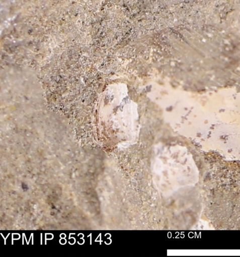 Limopsis striatopunctatus