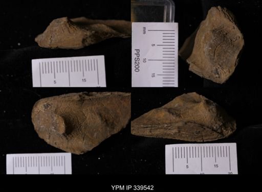 Legumen planulatum