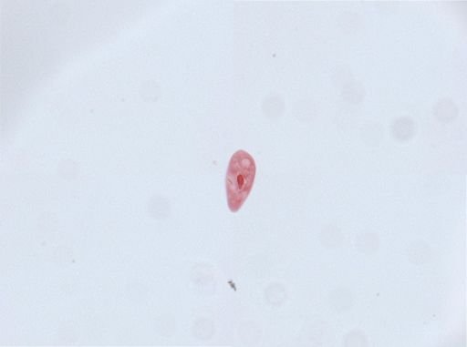Paramecium aurelia