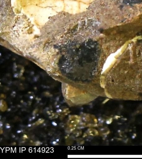 undet. Mollusca
