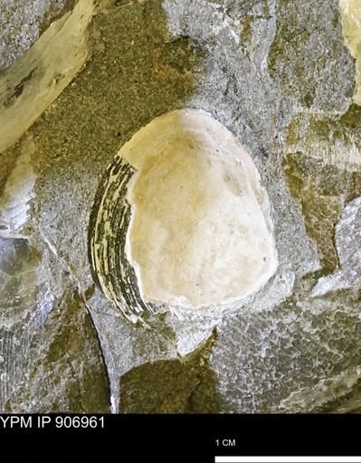 Limopsis?