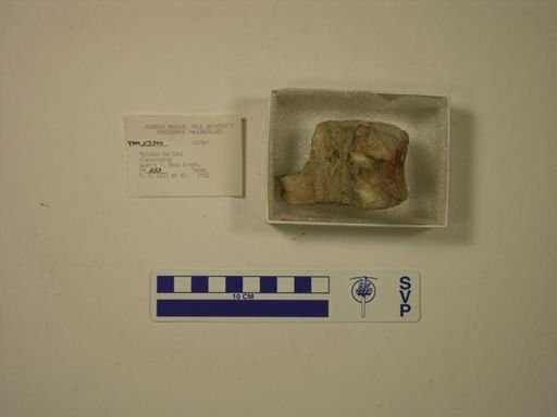 Mylodon harlani