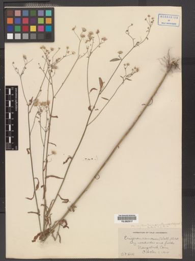 Erigeron strigosus