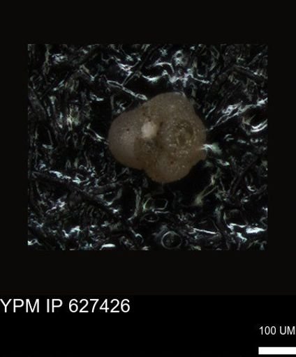 undet. Foraminiferida
