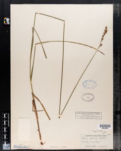Carex argyrantha