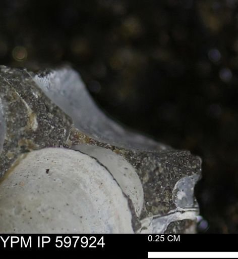 Limopsis striatopunctatus