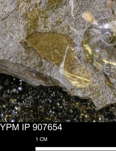 undet. Mollusca