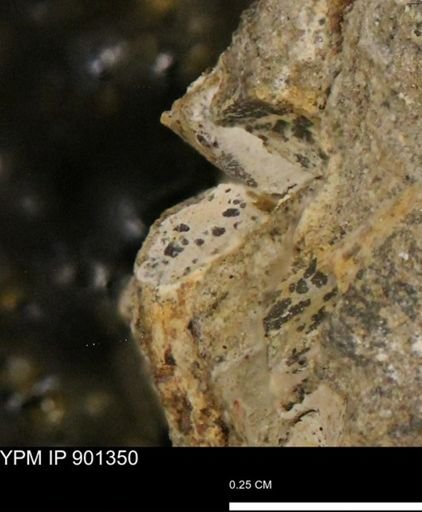 undet. Mollusca