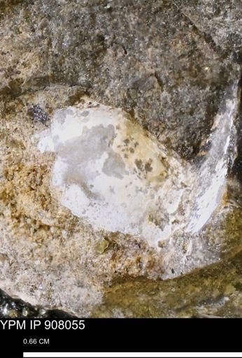 undet. Bivalvia