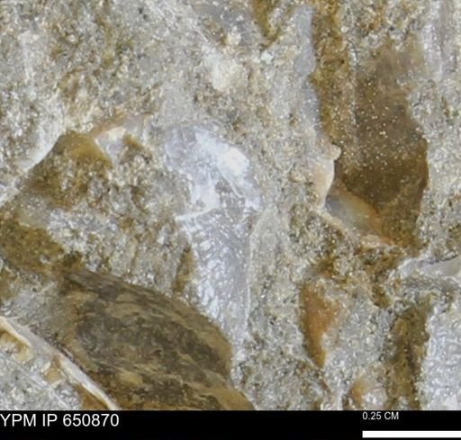 undet. Bivalvia