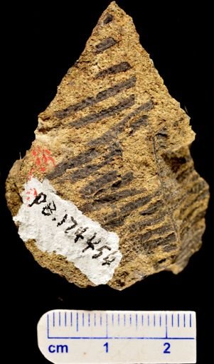Paramatonia linearis