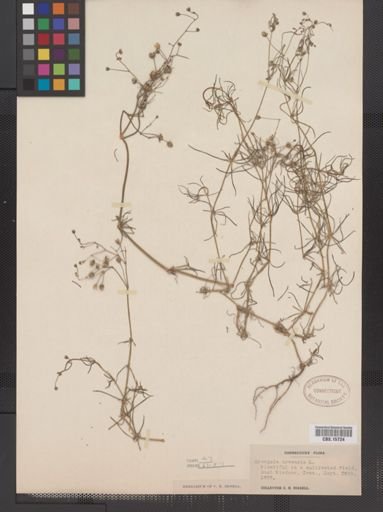 Spergula arvensis