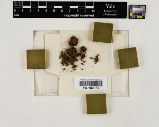 Plantae