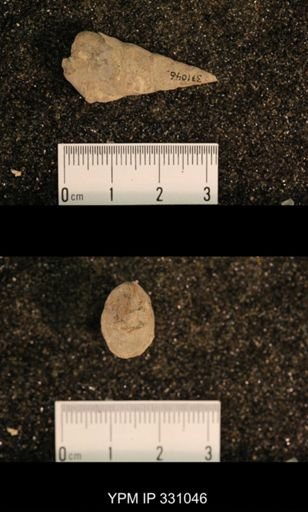 Meekospira peracuta choctawensis